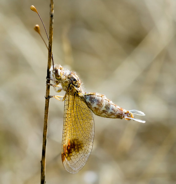 Femmina di Deleproctophylla australis